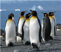 تراجع أعداد «البطريق الملك» في أكبر مستعمراته بالمحيط الهندي 