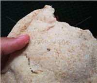 صور| «صرصور» بالخبز في الواسطى