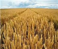  التموين : لا صحة لما تردد بشأن تقليص رقعة الأراضي المزروعة بالقمح