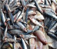 قبل عيد الأضحى.. ضبط 174 طن أسماك غير صالحة بالبحيرة 