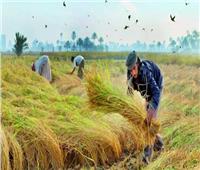 زراعة دمياط : حصاد 3 آلاف فدان أرز بإنتاجية 4 أطنان للفدان 