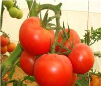 «الزراعة» تؤكد سلامة وجودة الطماطم بالأسواق 