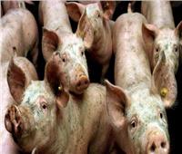 ظهور أول حالة لمرض حمى الخنازير باليابان منذ 26 عاما