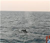 ظهور «الحوت الأحدب» على سواحل الغردقة للمرة الثالثة