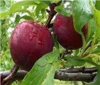 تعرف على توصيات الزراعة لمزارعي أشجار«الفاكهة المتساقطة»