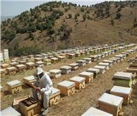 لأول مرة.. «الزراعة» تصدر قرارًا ينظم مناحل العسل