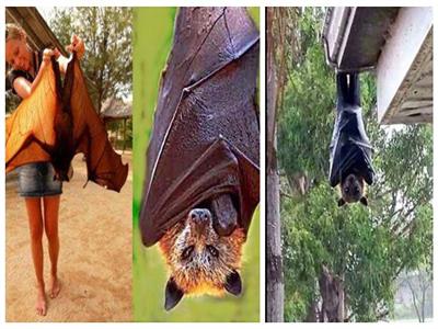 صور| «خفاش الفاكهة».. صديقك الأول في رحلتك بالفلبين