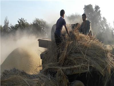 «البيئة»: المخلفات الزراعية أصبحت سلعة .. وتجميع 4841 طن قش أرز في البحيرة 