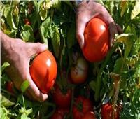 «الزراعة» توضح سبب ارتفاع أسعار الطماطم بالأسواق