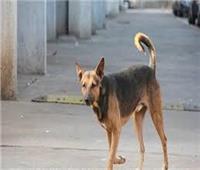 كلب يعقر 12 طالبا بمدرسة في أبو زعبل