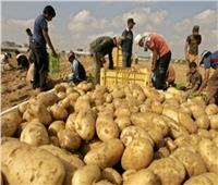 «البطاطس» تدخل دائرة الأزمات..بعد اشتعال أسعارها بالأسواق