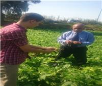 «الزراعة» تشكل لجان لفحص زراعات الفاصوليا بمركز أبو المطامير
