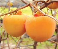4 نصائح لمزارعي «الفاكهة المتساقطة» لزيادة الإنتاج خلال ديسمبر