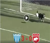 فيديو| طرائف كرة القدم.. كلب بديلاً لحارس المرمى 