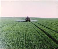 الزراعة: 1.8 مليون فدان حجم مساحات القمح المنزرعة حتى الآن