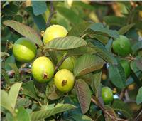 4 نصائح لزيادة وجودة إنتاج الجوافة.. تعرف عليه