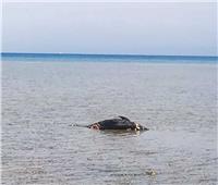 محميات البحر الأحمر: الدولفين النافق من فصيلة ذو الأنف الزجاجية