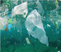 غلاب: مخلفات «الأكياس البلاستيك » تُدمر الشعاب المرجانية والسلاحف البحرية 