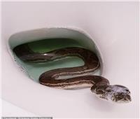 العثور على ثعبان «بايثون» في مرحاض | صور