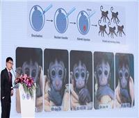 «شنغهاي» تعلن عن ولادة خمسة قرود بتعديلات جينية موحدة