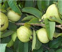 الزراعة: ذبابة الفاكهة خطر على الصادرات.. والـ10 جنيهات للفدان يكافحها