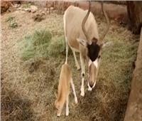 بالفيديو| مولود جديد لحيوان «أبو عدس» المهدد بالانقراض.. صاحب الألوان المتغيرة