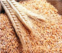 التموين: المخزون الاستراتيجي من القمح يزيد عن الخمسة أشهر