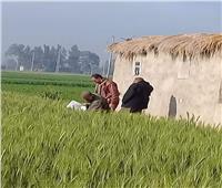 «الزراعة» تتابع محصول القمح ومكافحة الآفات بكفر الشيخ