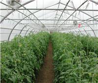 الزراعة تواصل طرح منتجات «الزراعات المحمية» لمحاربة الغلاء
