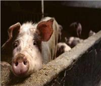 الصين تكتشف بؤرة جديدة لحمى الخنازير الأفريقية في إقليم خبي