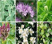 «خبير» يدعو للتوسع في زراعة النباتات الطبية والعطرية
