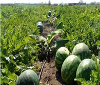 4 نصائح لحماية محصول البطيخ خلال شهر مارس 