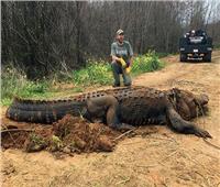 صور| أضخم تمساح  في «جورجيا» بالولايات المتحدة 
