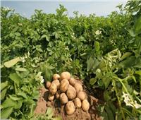 «الزراعة» تصدر توصياتها لمزارعي البطاطس خلال مارس