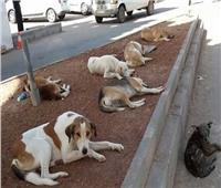 «التعقيم والإخصاء» مقترحات بمحلية النواب لحل أزمة الكلاب الضالة 