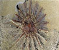 شاهد| اكتشاف وحش بحري يعود عمرة لـ250 مليون عام