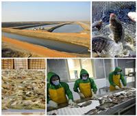 مشروعات الاستزراع السمكي.. مهمة قومية لتحقيق الاكتفاء الذاتي للمصريين