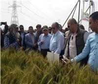 صور| وزير الزراعة يتفقد محصول القمح بمحطة بحوث سخا في كفر الشيخ