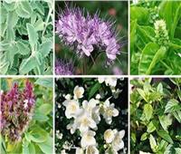لمزارعي النباتات الطبية العطرية..نصائح للحفاظ على الناتج الكمي والكيفي