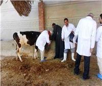 الزراعة: تحصين 2 مليون رأس ماشية ضد الجلد العقدي وجدري الأغنام