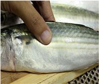 ​قبل «شم النسيم».. الزراعة توضح شروط صلاحية الأسماك الطازجة
