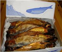 التموين تطرح 50 طن أسماك يوميًا والرنجة بـ35 جنيها استعدادًا لشم النسيم