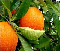 «نقيب الفلاحين» يحذر من أخطر ذبابتين على محاصيل الفاكهة