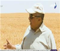 وزير الزراعة: 45% نسبة الاكتفاء الذاتي من القمح.. والزيادة السكانية «أزمة»