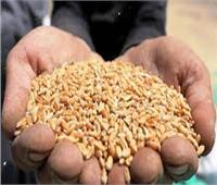 توريد ١٤٠ألف و٣٤٦ طنا من القمح لصوامع وشون الشرقية