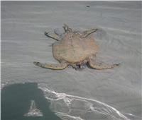 محافظ البحر الأحمر يشكل لجنة بيئية لتحديد مرتكبى مذبحة السلاحف البحرية