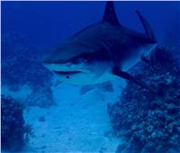 خاص| وزارة البيئة بعد ظهور «النمر» في مصر: القرش في أمان