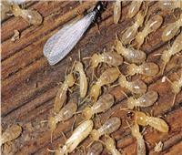 الزراعة تواصل حملاتها المكثفة لمكافحة «النمل الأبيض» بالمحافظات