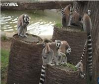 فيديو| حديقة روما تستقبل توأمين جديدين من حيوان الليمور منعا لانقراضه