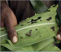 «المحاصيل الزراعية» في مواجهة خطر زحف «دودة الحشد الخريفية» 